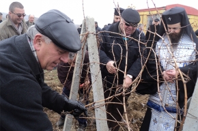 Новоизбрания митрополит Серафим заряза лозите на Трифоновден в с. Ласкарево